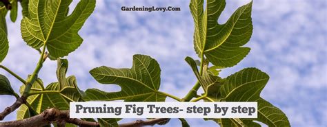 Pruning Fig Trees Tips Without Harming Fig Bush (2024)