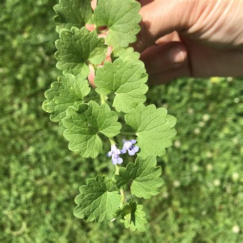 Common Garden Weeds Identification