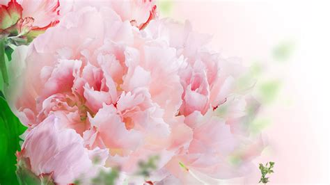 Pink Carnation Wallpapers - Wallpaper Cave