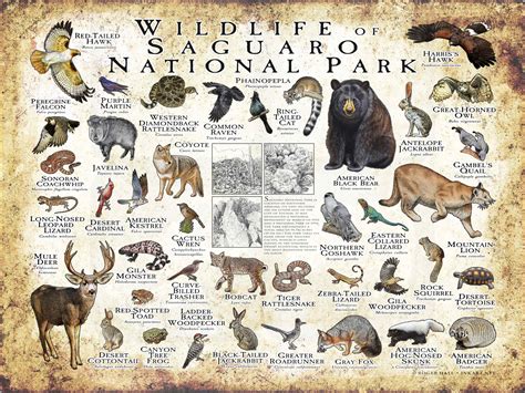 Wildlife of Saguaro National Park Poster print