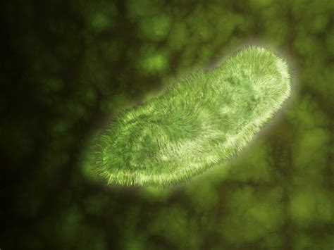 Microscopic view of protozoa. Leishmaniasis and dysentery are examples ...