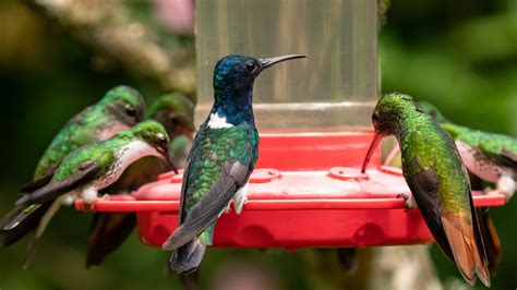 How To Determine The Best Place To Put Your Hummingbird Feeder