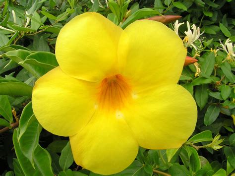 File:Bright yellow flower.jpg - Wikimedia Commons