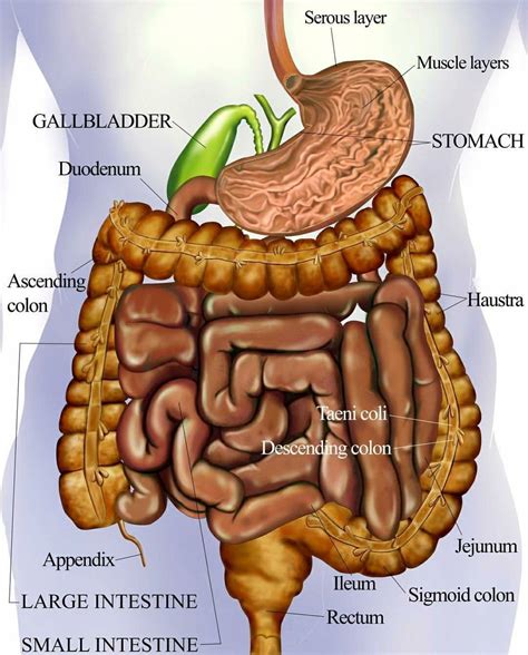 Stomach, Dietitian, Medical, Medicine, Med School, Active Ingredient