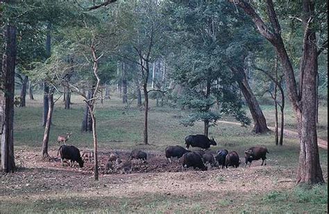 Talakaveri Wildlife Sanctuary in Bhagamandala, Karnataka ...