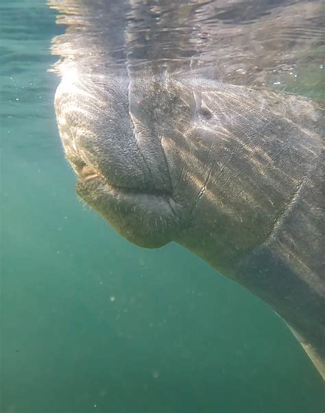 10 Awesome Crystal River Manatee Tours - Uprooted Traveler