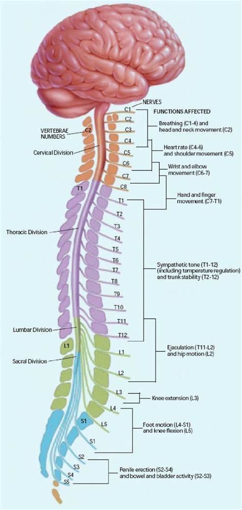 Human Brain: Functions, Parts and More - Sciencemojo