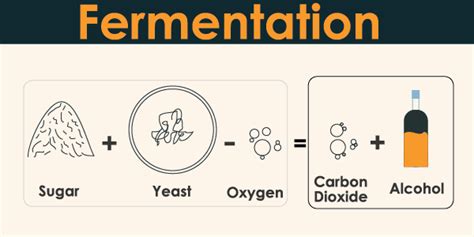 What is Fermentation ? – 24 Hours Of Biology