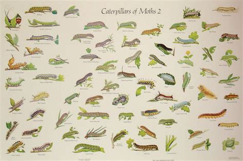 Moth Caterpillar Identification Chart