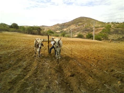 Oxen plowing 4 Free stock photos in JPEG (.jpg) 1920x1357 format for ...