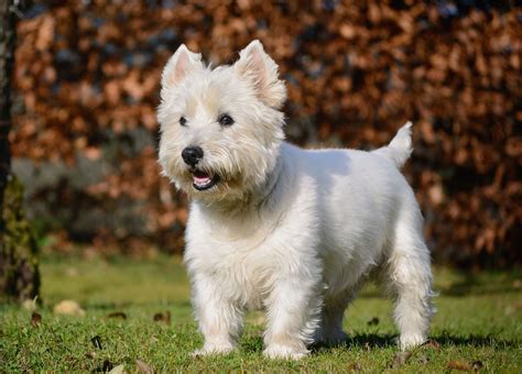 West Highland white terrier | Traits & Facts | Britannica