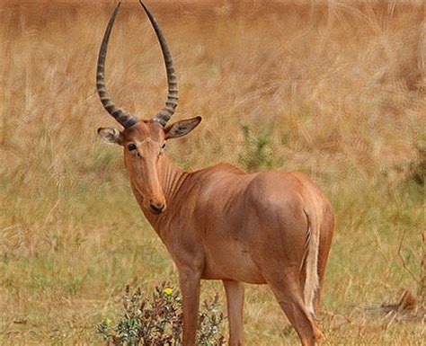 Rare Species: Hirola – Ali's Animal Answers