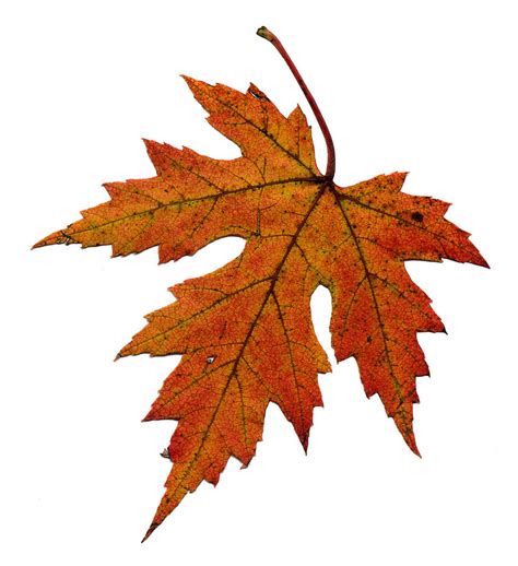 Free Maple Leaf, Download Free Maple Leaf png images, Free ClipArts on ...