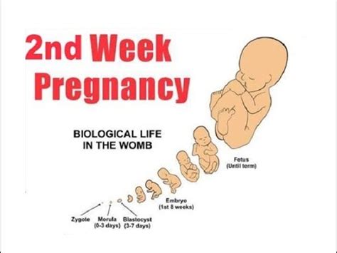 What Are The Signs Of Pregnancy After 2 Weeks - PregnancyWalls