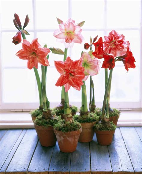 Amaryllis: Plant Care & Growing Guide