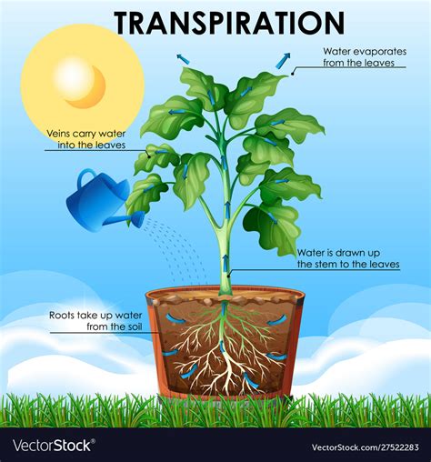 Diagram showing transpiration with plant and water