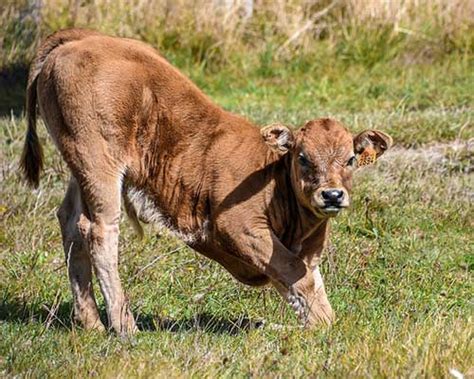 What Is a Baby Cow Called? [Secret Baby Cow Names]