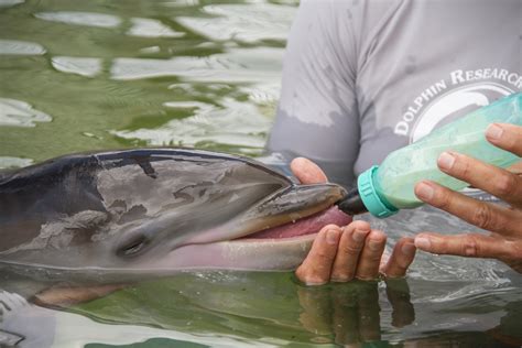 DOLPHIN RESEARCH CENTER STAFF RALLIES TO CARE FOR NEWBORN CALF