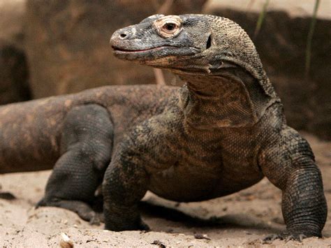 Komodo Dragon | The Biggest Animals Kingdom