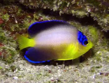 13 Best Reef Safe Angelfish for Your Reef Tank Guide