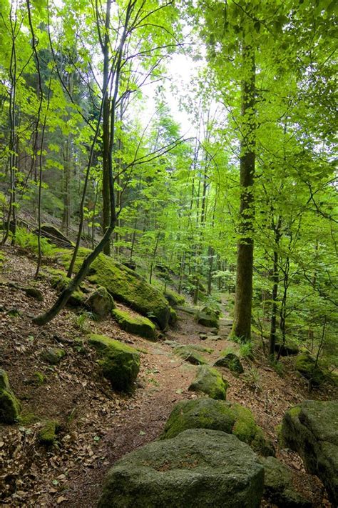 Black Forest hiking trail stock photo. Image of black - 43242566