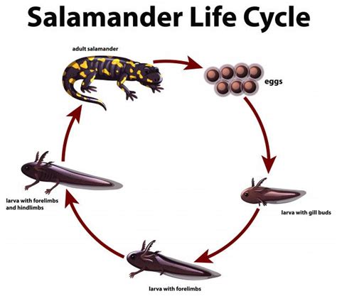 Immature Stage Of A Salamander Crossword Clue