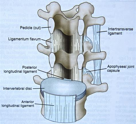 intertransverse ligament - Google Search | Anatomy, Nursing notes ...