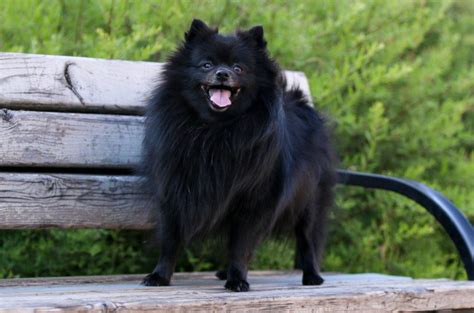 Black Pomeranian: Pictures, Facts & History | Hepper