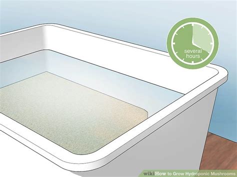 How to Grow Hydroponic Mushrooms: 14 Steps (with Pictures)