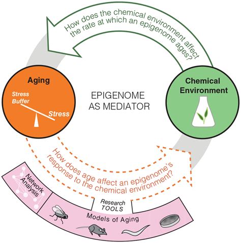 The relationship between epigenetics and aging. Aging can be defined as ...