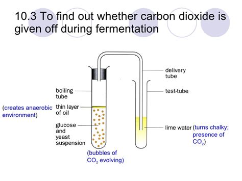 Respiration /Air Pollution - SCIENCE IS LIFE