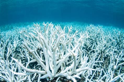 Great Barrier bleach: Mass bleaching is hitting world’s largest coral ...