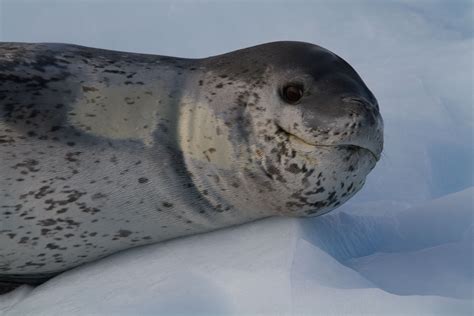 Danger Beneath the Water: 10 Facts About Leopard Seals | Leopard seal ...