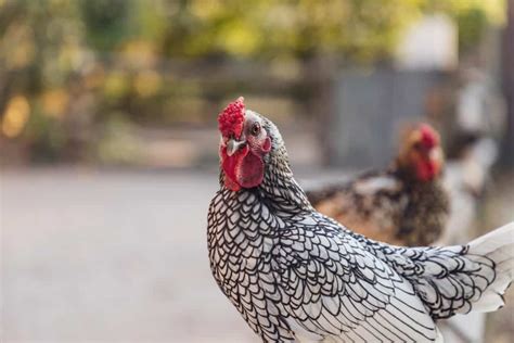 Wyandotte Chicken Guide to Appearance, Temperament, Varieties & Raising