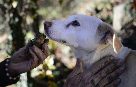 16 Cute Truffle Hunting Dogs