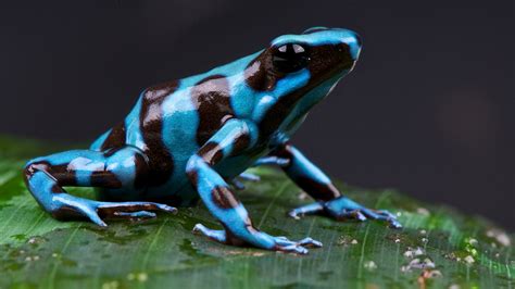 Blue Poison Dart Frog Habitat