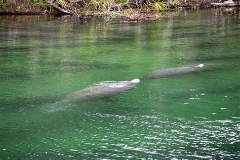 10 Awesome Crystal River Manatee Tours - Uprooted Traveler