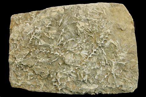 6.3" Plate of Archimedes Screw Bryozoan Fossils - Alabama (#178270) For ...