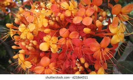 Ashoka Tree Flowers Stock Photo 621864311 | Shutterstock