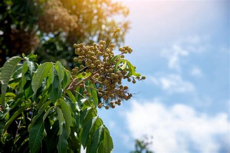 Premium Photo | Young longan fruit on the tree