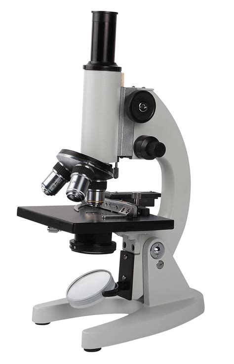 Anatomy and Physiology I Coursework: Microscope A+P