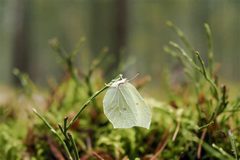 brimstone butterfly on Behance