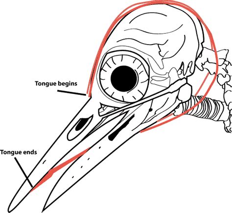 Biologia-Vida: Você sabia: A língua do pica-pau / Did you know ...