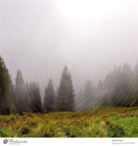 morning fog Nature - a Royalty Free Stock Photo from Photocase