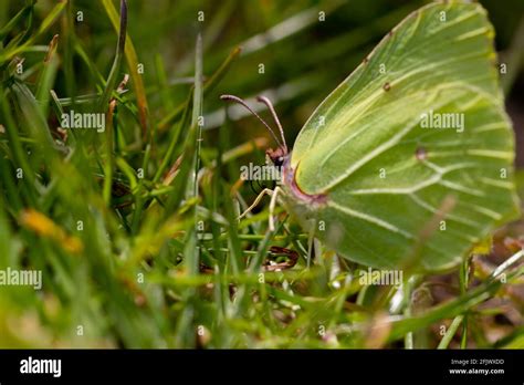 Female Common Brimstone Butterfly (Gonepteryx rhamni Stock Photo - Alamy