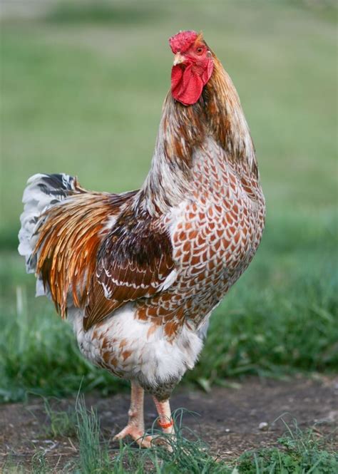 Wyandotte Chicken: Care Guide, Color Varieties and More… | Chickens And ...