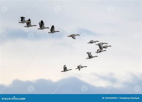 Tools Food & Fermenting Geese Flying in V Formation 783-F728 Stencil ...