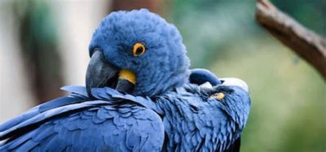 Hyacinth Macaw Full Guide - How Birds