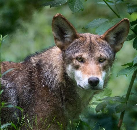 American Red Wolves - Endangered Wolf Center