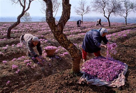 HOW TO GROW THE SAFFRON CROCUS - Crocus sativus |The Garden of Eaden